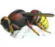 3D-taulu Hornet / ampiainen - 3D-eläintaulut - 1099301000 - 1