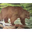 Jousiammuntataulu Karhu 110x96cm - Paperiset maalitaulut - 1028351000 - 1
