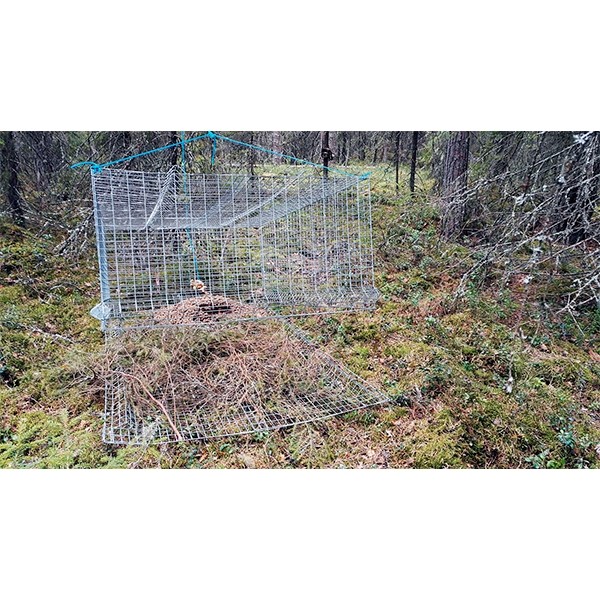 Kanuloukku - Elävänä pyytävät loukut - 3950000123766 - 1