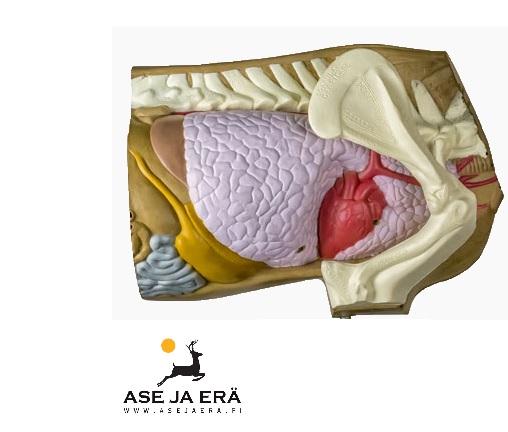Rinehart 3D Anatomy/Shot Placement Target - 3D-eläintaulut - 114976 - 1