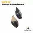 SportPlast heinäsorsa - Houkutuskuvat - 841854030719 - 6